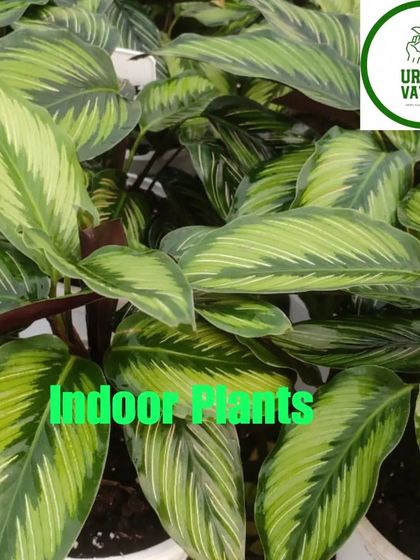 A Calathea with beautiful light green variegation.