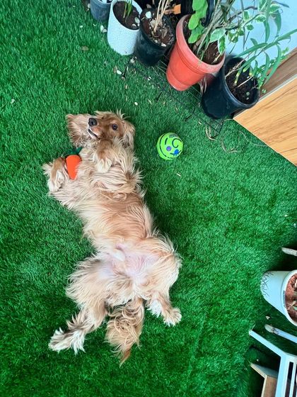 A playful moment on his back, showing his goofy and fun-loving side.