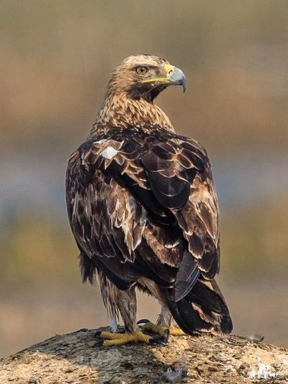 A Greater Spotted Eagle stands regally on a mound. These are powerful migratory eagles that winter in India's wetlands, and their intense gaze is truly captivating.