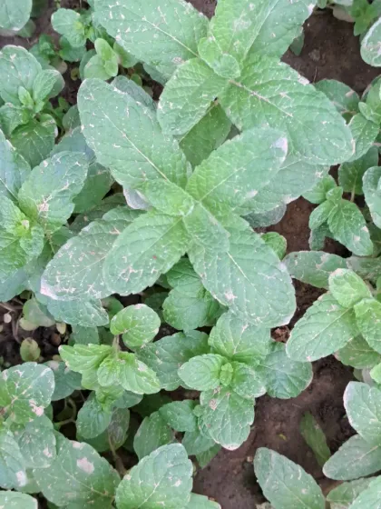 Bhardwaj - Urban Gardening Consultation Grow Your Own Organic Vegetables photo 33