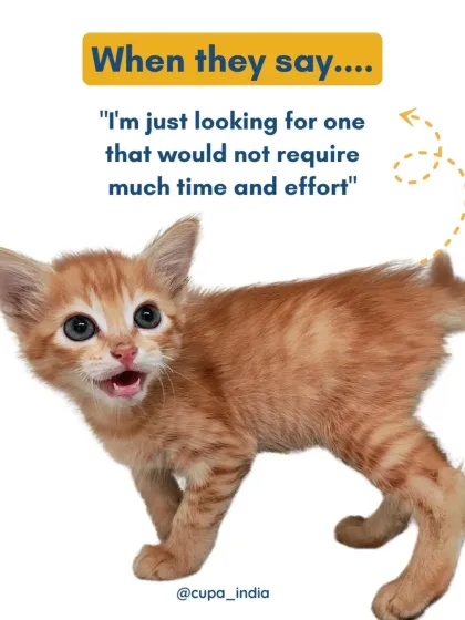 Cupa - Pet Adoption, Fostering & Sponsorship Shelter Life: Just For Smiles photo 3