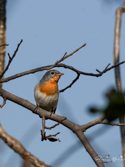 Another shot of the cute Red-breasted Flycatcher, showing its orange throat.