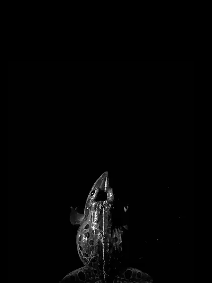 A monochrome, low-key shot of an Indian Bull Frog calling. Removing the color allows the focus to be on the form and the energy of the moment.