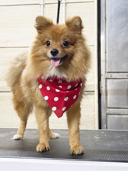 Simba the Toy Pom is looking bright-eyed and bushy-tailed after his groom.