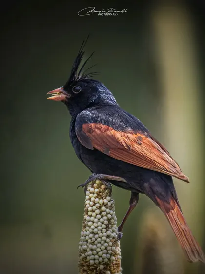 A Crested Bunting enjoying a meal. The sharp crest and contrasting colours make this a striking action shot.