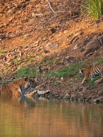 The Panderpauni saga continues with Choti Tara and her cubs enjoying the waterhole that the legendary Maya once ruled.