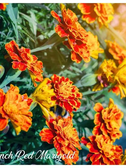 Beautiful Blooming Flowers photo 4