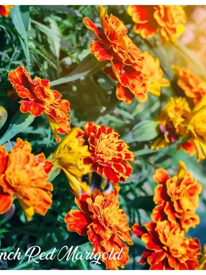 The French Red Marigold offers a stunning contrast with its deep red and orange petals. These are a wonderful choice for borders or pots.