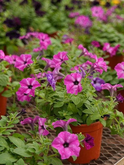 Potted petunias on a nursery bench, ready for a new home. This shows the healthy, well-cared-for plants you can expect to find at our garden centers.