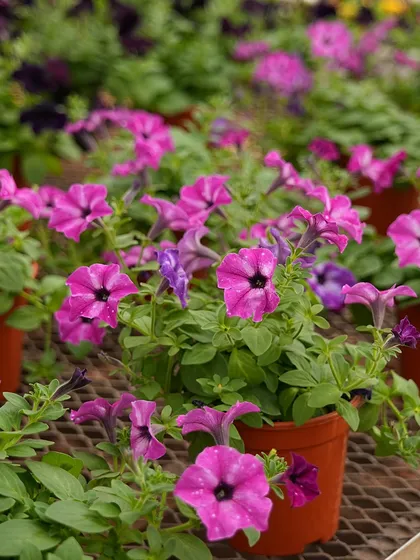 Potted petunias on a nursery bench, ready for a new home. This shows the healthy, well-cared-for plants you can expect to find at our garden centers.