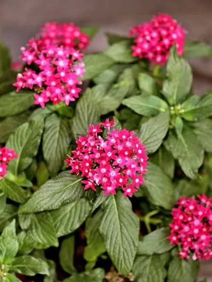 This is the Pentas plant, also known as the Egyptian Starcluster. Its clusters of tiny, star shaped pink flowers are great for attracting butterflies and adding a lovely touch of color.