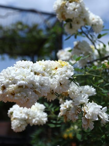 A detailed close-up of a cluster of white spray roses, highlighting the delicate structure of the flowers.