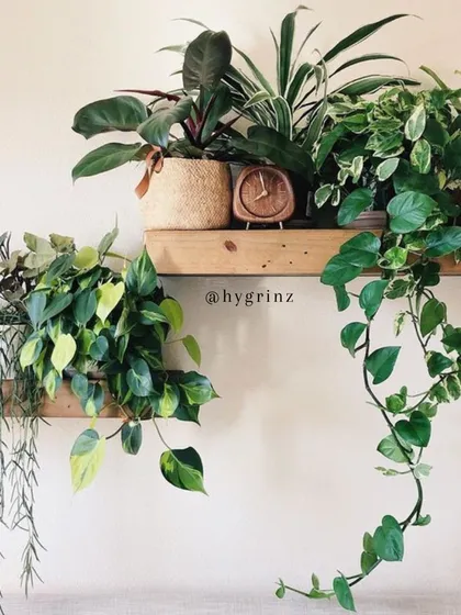 A simple wooden shelf transformed into a beautiful green display. This is a great example of how you can use a variety of my indoor plants, like trailing Pothos and Philodendrons, to style your home.