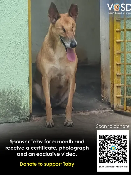 Toby's eyes were surgically removed after he was rescued from a life of terrible cruelty in a cramped cage. Sponsor his monthly care and receive a certificate, photo, and exclusive video of his new life.