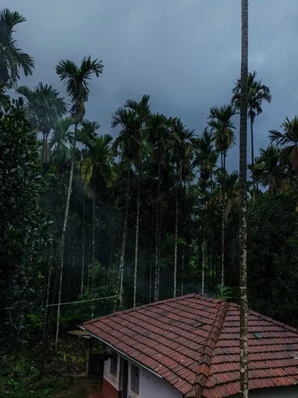 The view from the homestay during the Netravathi trek, with tall areca nut trees.