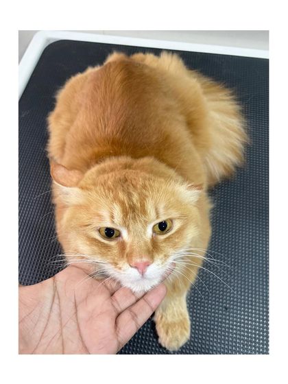 Furrybells Pet Grooming - Pet Grooming (Dogs & Cats) Cat Grooming: A Gentle Touch photo 38