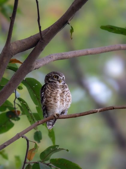 A spotted owlet perched in a tree at Surajpur Wetland. I was on a morning walk when I heard its call and was lucky enough to find it.