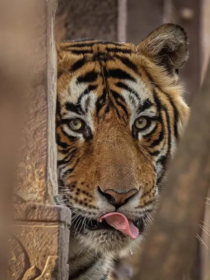 The 'King of the Hunting Palace' peeking from behind a pillar. This shot is classic Ranthambore, blending the majestic tiger with the park's rich history.
