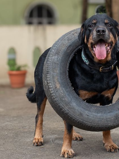 Jag, the victor, with his favorite tire toy around his neck. A hilarious and personality-filled shot.