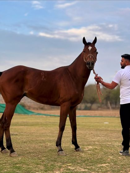 Available for Sale or Lease photo 5