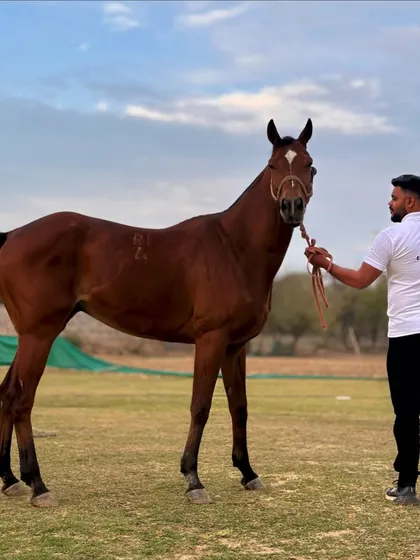 I'm proud to introduce another new boy added to our family. He is a stunning horse, and I look forward to our journey together.
