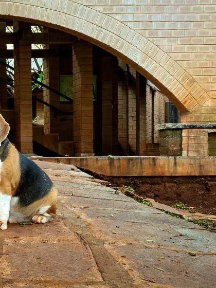 My muse, Scamp, posing in front of an exposed-brick building. This is where my two worlds collide: the clean lines of architecture and the delightful chaos of a beagle.