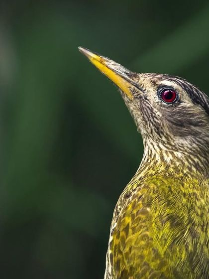A close-up portrait of a Streak-throated Woodpecker, highlighting its striking red eye and patterned plumage.