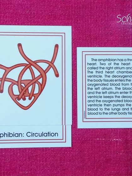 This card shows the three-chambered heart of an amphibian. By comparing these cards, children begin to grasp the concept of evolution and the beautiful complexity of life.