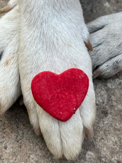A heart-shaped treat resting on a paw. It's a symbol of the love we bake into every single one of our products.