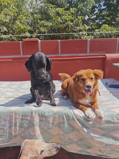 These two are enjoying a quiet moment together. It’s important for dogs in a boarding situation to have downtime. Constant high-energy play can be stressful, so I enforce a balanced routine of play, training, and rest.