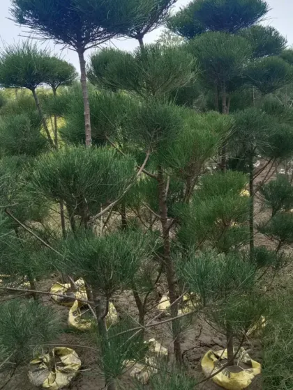 Another view of the pine topiary nursery.