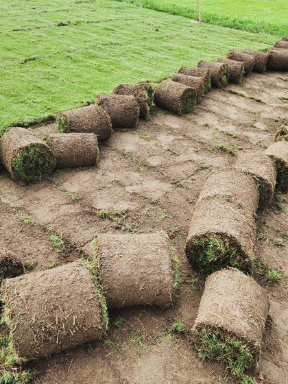 Delhi Gardner - Wholesale Plant & Turf Supply Natural Grass Turf: From Our Farm to Your Project photo 129