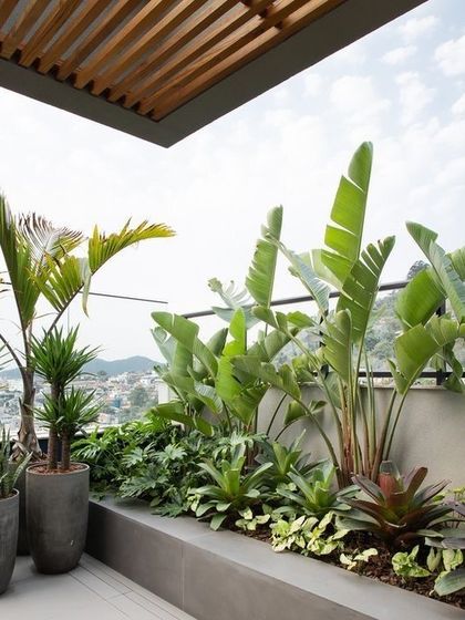 A rooftop garden with a view. This terrace design uses large planters to incorporate tall, tropical plants like Bird of Paradise and palms, creating a lush, green skyline view.