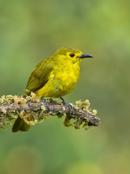 A Yellow-browed Bulbul, a uniformly olive-yellow bird found in the hill forests of Southern India. Its gentle coloration is a perfect match for its leafy environment.