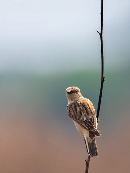 A female Siberian Stonechat perched on a twig. These tiny birds travel thousands of kilometers from their breeding grounds in Siberia to winter in India.