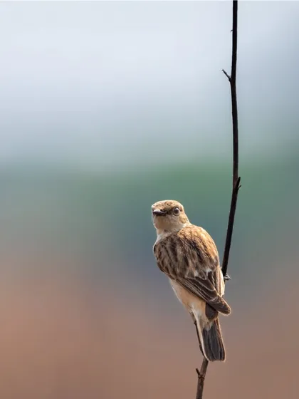 A female Siberian Stonechat perched on a twig. These tiny birds travel thousands of kilometers from their breeding grounds in Siberia to winter in India.
