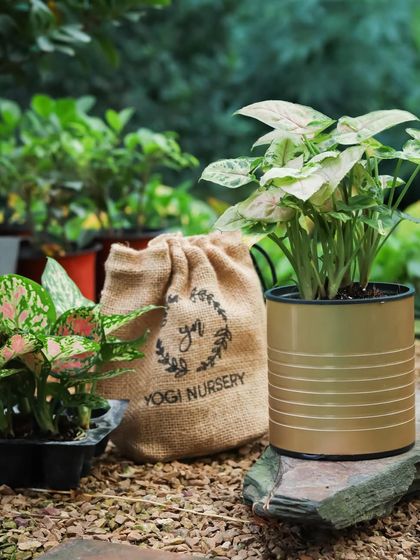 Another view of the elegant metallic gold self-watering planter, this time with a light green Syngonium. The simple, clean lines of the pot complement the natural beauty of the plant.