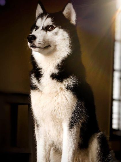 K9 Gurukul - Dog Boarding & Daycare Birthday Paw-ties & Celebrations photo 13