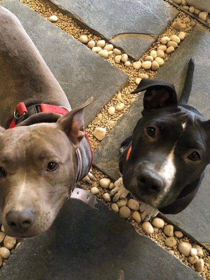 A close-up of two pitbull-type dogs, showing their gentle and friendly nature as they hang out together at the cafe.