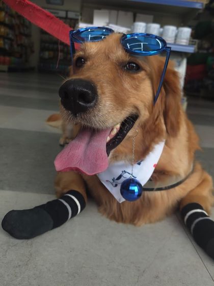 Zigly - Pet Supplies From Our Community: Happy Pets & Parents photo 17