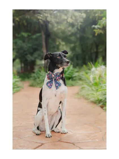 Sometimes, a simple outdoor setting is all you need. I photographed this distinguished dog wearing a beautiful floral bow tie on a quiet park path. This style of pet product lifestyle photography is great for showing how accessories look in a natural, everyday environment.