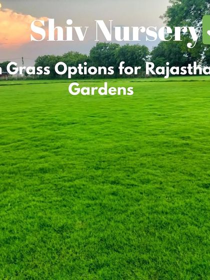 I supply the best lawn grass options for the hot and dry climate of Rajasthan, including drought-resistant varieties for homes and gardens.