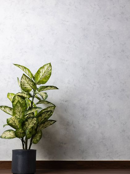 Our modern grey textured wall provides a subtle, moody character to your shots. It works beautifully on its own or styled with our collection of plants and props.
