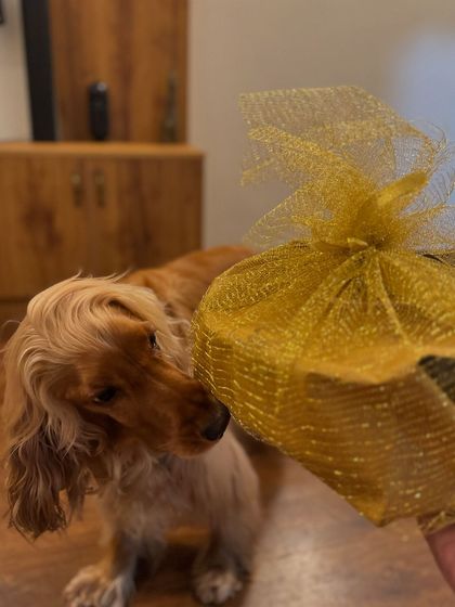Unboxing some delicious and healthy treats from Pawaffles. Posto is very interested in the packaging.