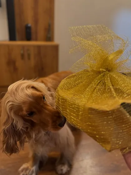 Posto can't wait to dig into his gift from Pawaffles. The packaging is as lovely as the treats inside.
