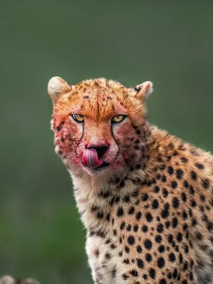 A graphic and raw portrait of a cheetah after a meal, its face covered in blood. This is the unfiltered reality of the predator's life.