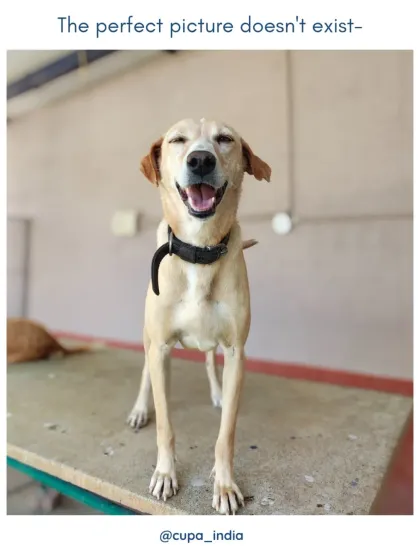 Cupa - Pet Adoption, Fostering & Sponsorship Shelter Life: Just For Smiles photo 5