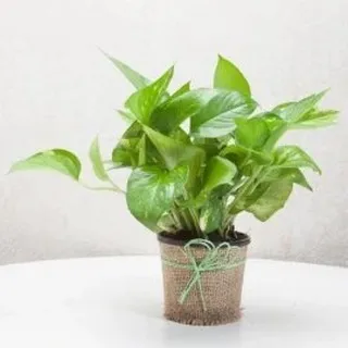 You can't go wrong with a classic Money Plant, believed to bring prosperity. This one comes in a rustic, eco-friendly jute wrap, making it a simple yet charming gift for any occasion.
