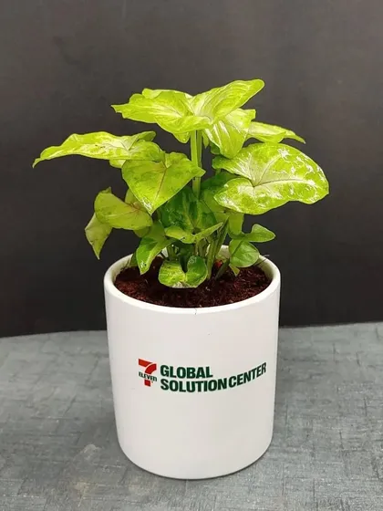 This Syngonium plant in a branded pot is another example from our large order for the Global Solution Center, perfect for employee appreciation.