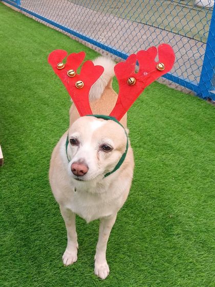 An Indie dog patiently poses in his reindeer antlers. We love seeing all breeds, especially our lovely Indies, joining in the Christmas cheer at our resort.